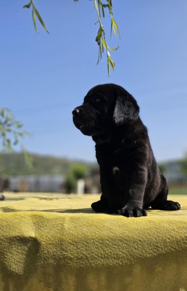 labrador retriever de alta qualidade