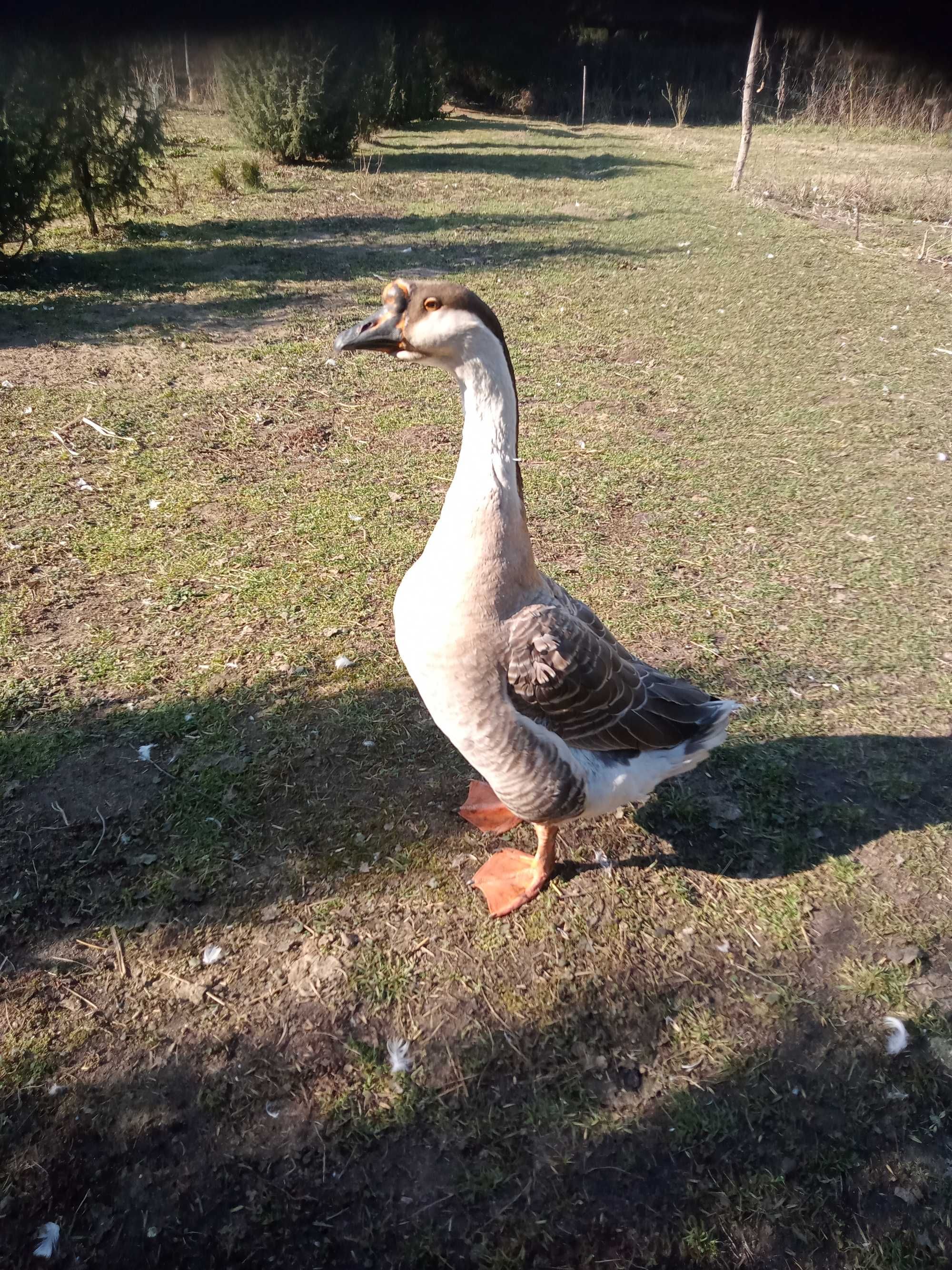 Gajor garbanos rozpłodowy