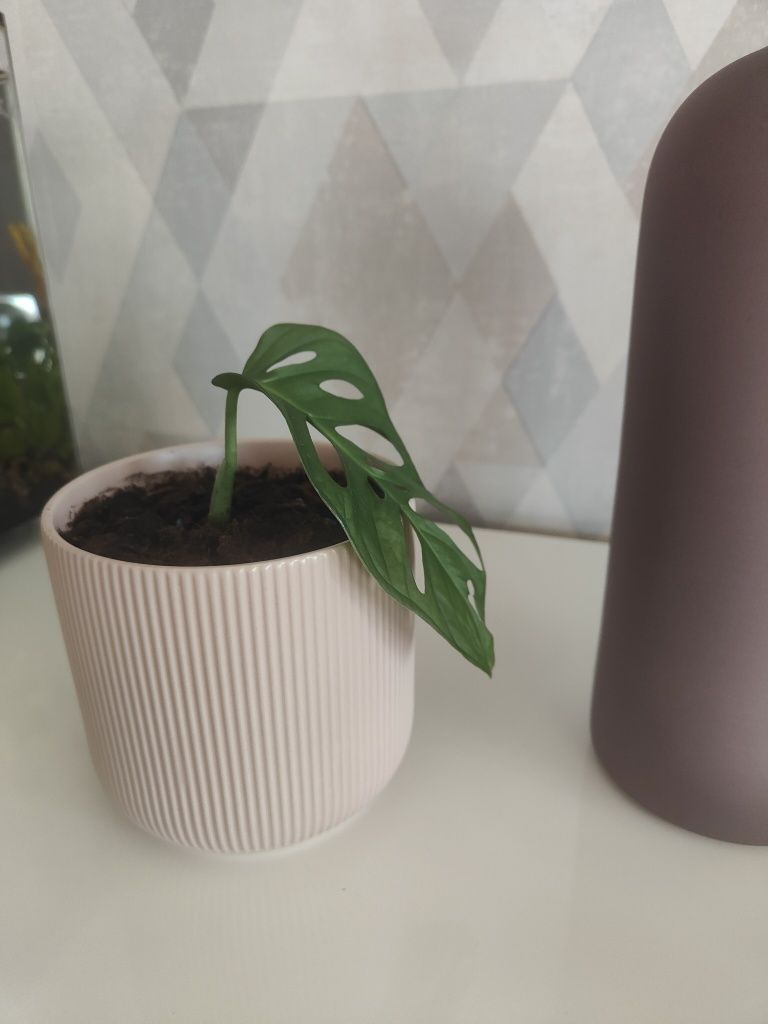 Monstera adansonii linda (espécie de folhas grandes) vaso decorativo