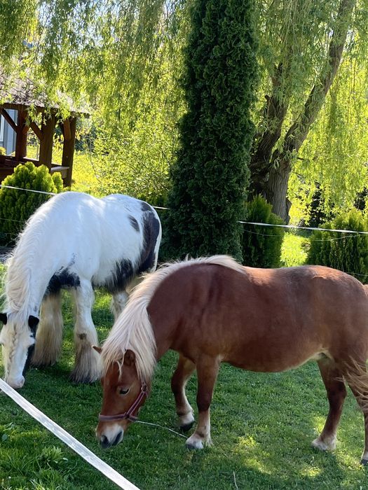 Sprzedam parę pięknych kucy!!!