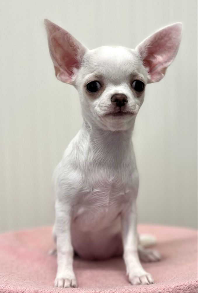Chihuahua Femea Pelo Curto