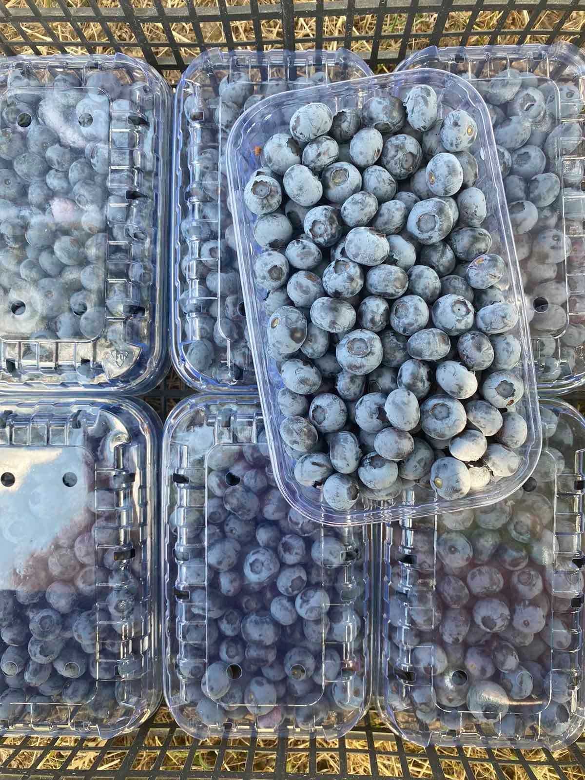 Продам ягоди лохини (голубики) оптом і в роздріб. Врожай 2024