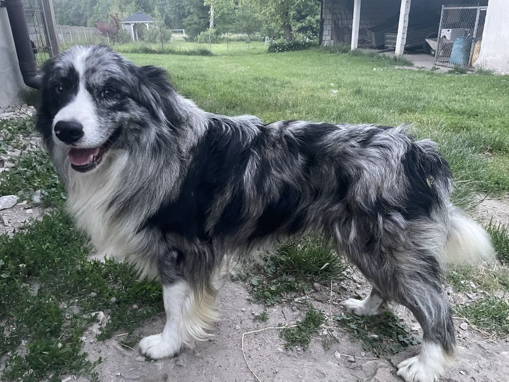 Border collie pies