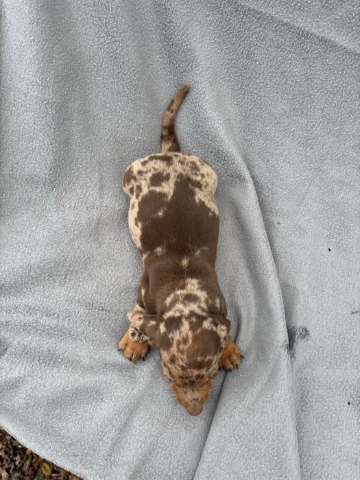 Teckel macho miniatura