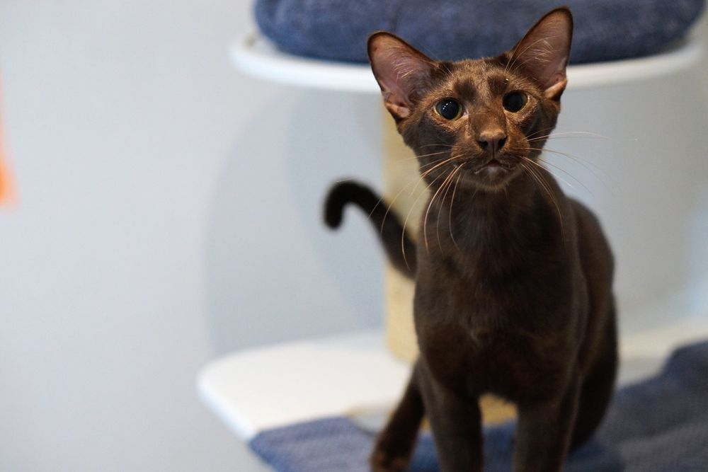 Peterbald kocurek orientalny gotowy do zmiany domku prawdziwy rodowód