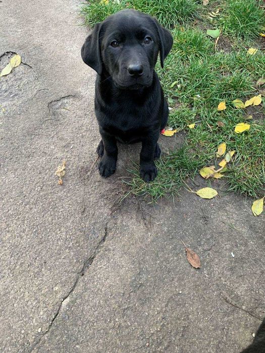 Отдам в добрые руки!