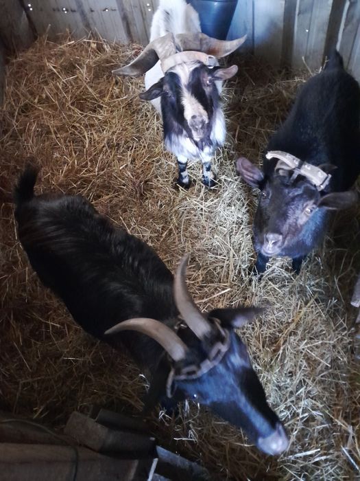 Vendo cabritas anãs em monte cordova,