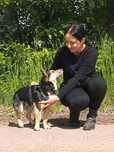 Słodki piesek w typie corgi o dużych uszkach szuka domu