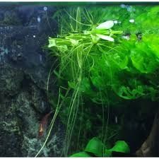 Limnobium gąbczaste