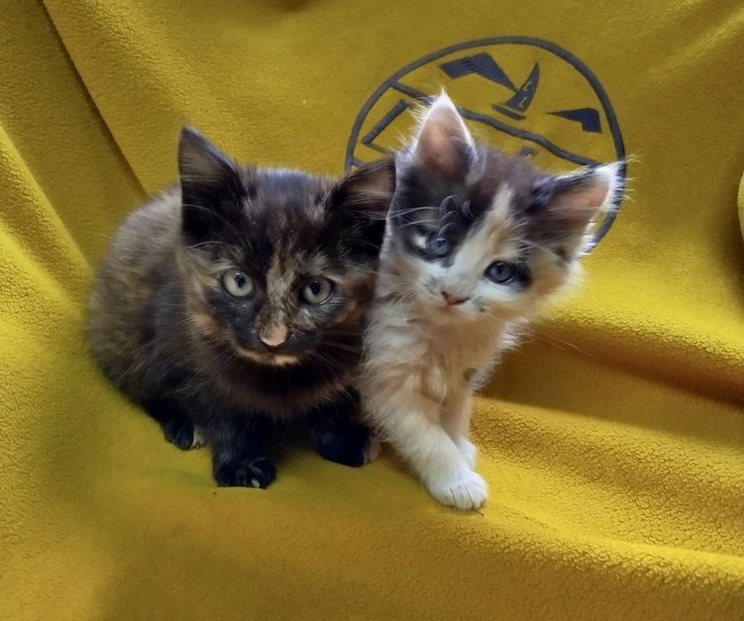 Отдам красивых котят.