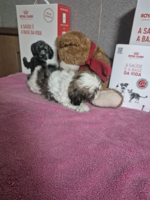 Shih-tzu Macho Tricolor Criadora Registada PT 3088 FL