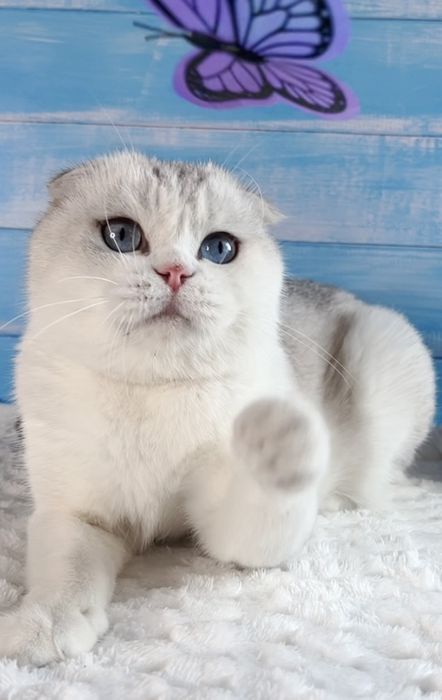 Kotka szkocka zwisloucha. Scottish FOLD. WCF.