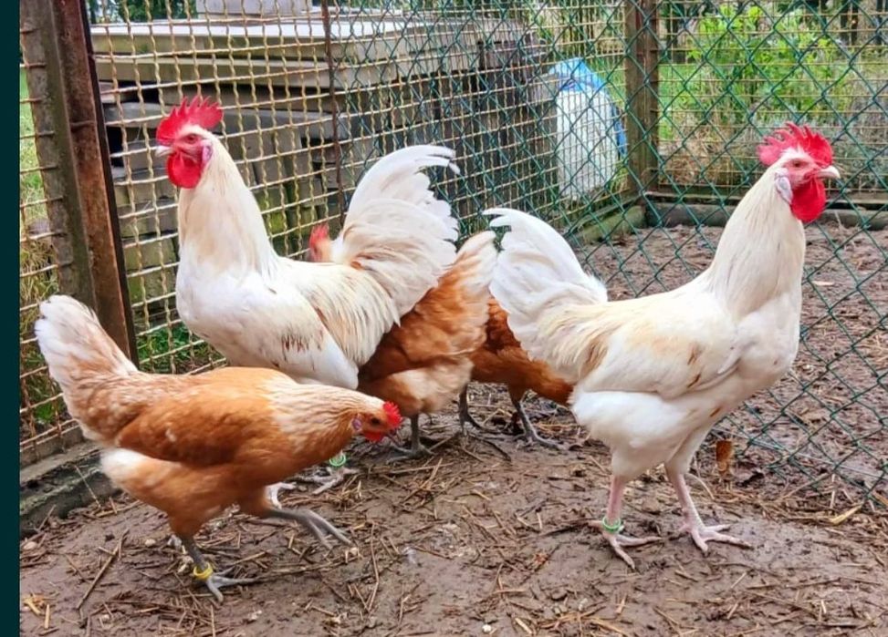 NOWOŚĆ !!! Kury ozdobne Kolbermoor jaja lęgowe