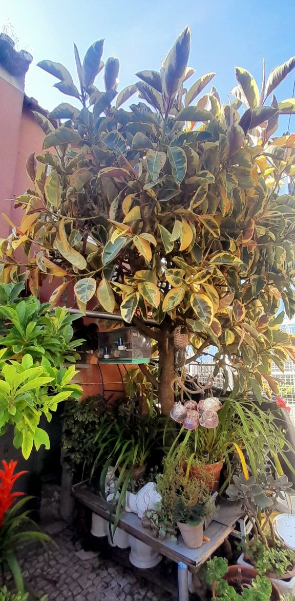 Árvore-da-Borracha Variegada – Ficus elastica 'Variegata' 3 metros