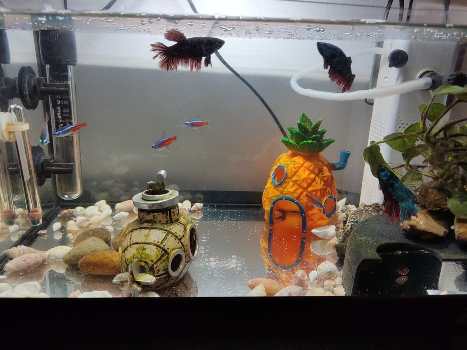 Sprzedam akwarium Diversa 25 litrów