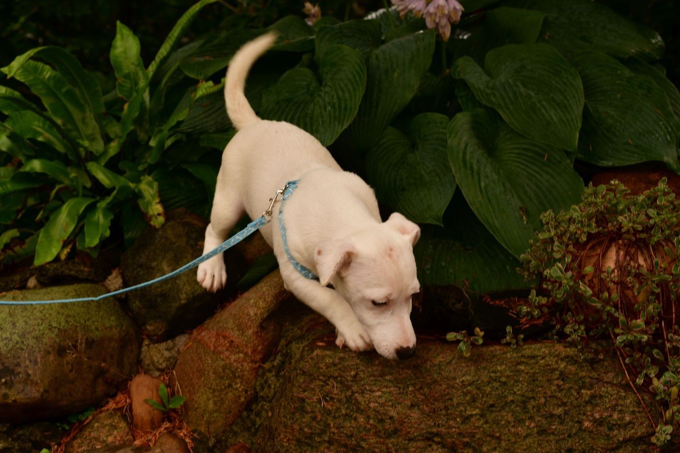 Śliczny piesek Jack Russell Terrier