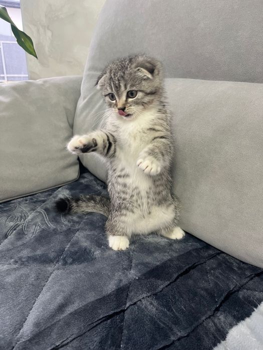 Шотландське кошеня