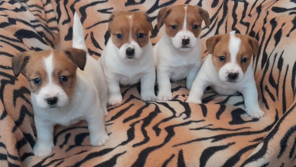 Jack Russell terrier suczka