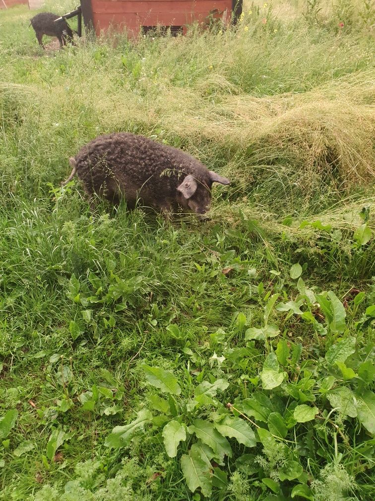 Słonina sało wędzone w przyprawach Mangalica