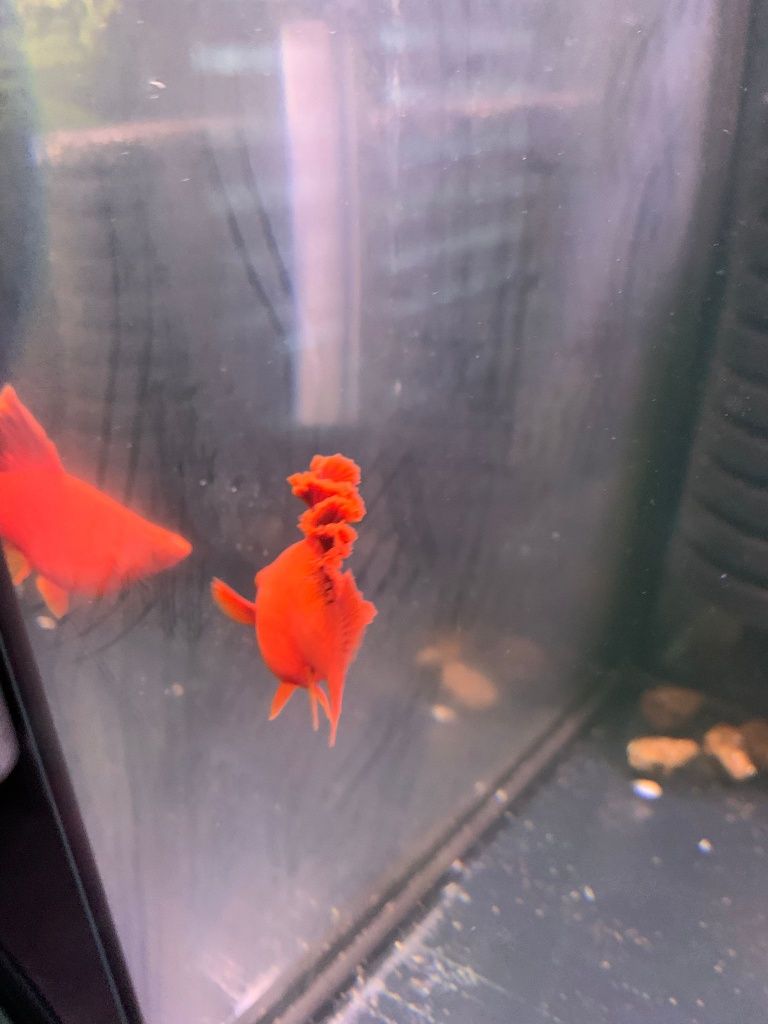 Mieczyk Cauliflower Sabertail Albino