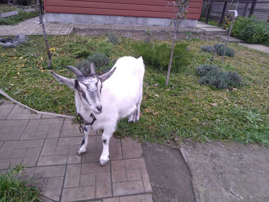 Продам козенят. Житомирська область.