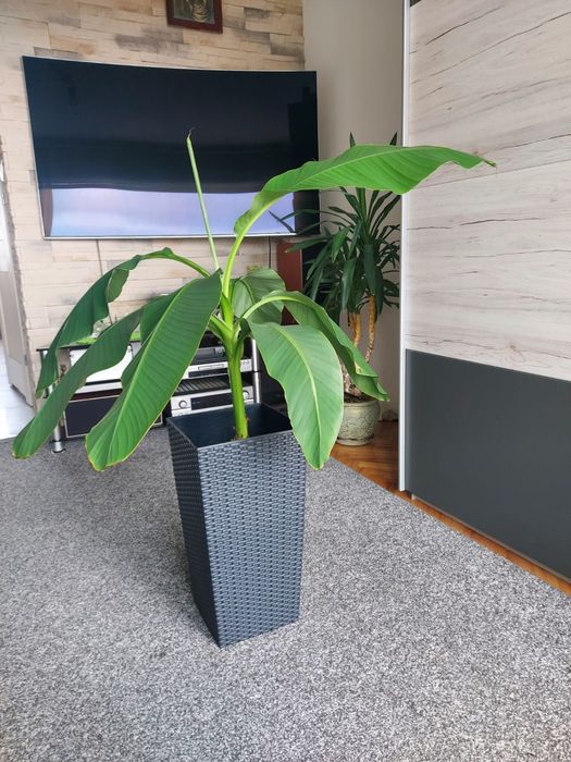 Sprzedam drzewko banana 110 cm wysokości