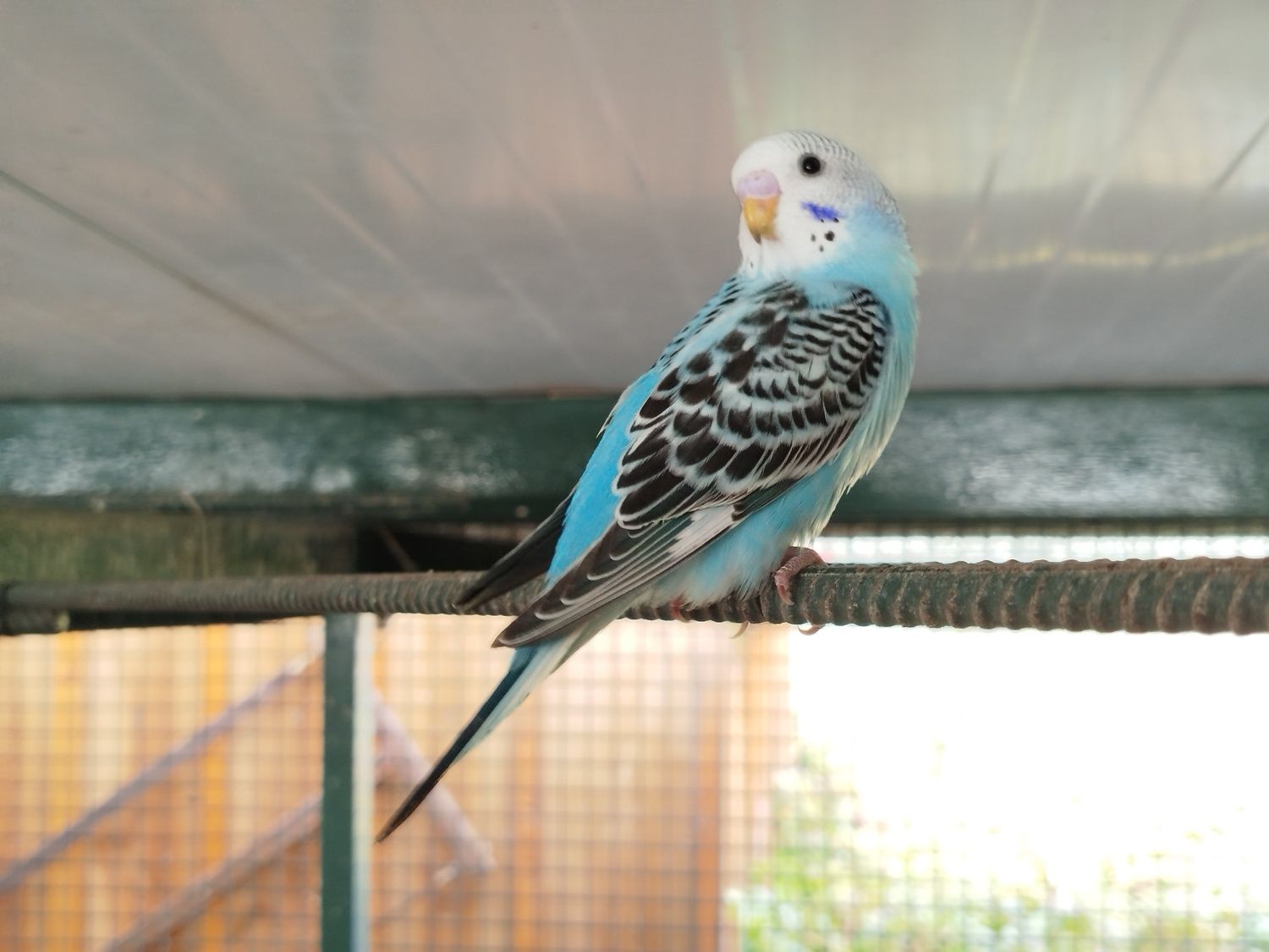 Periquitos Australianos