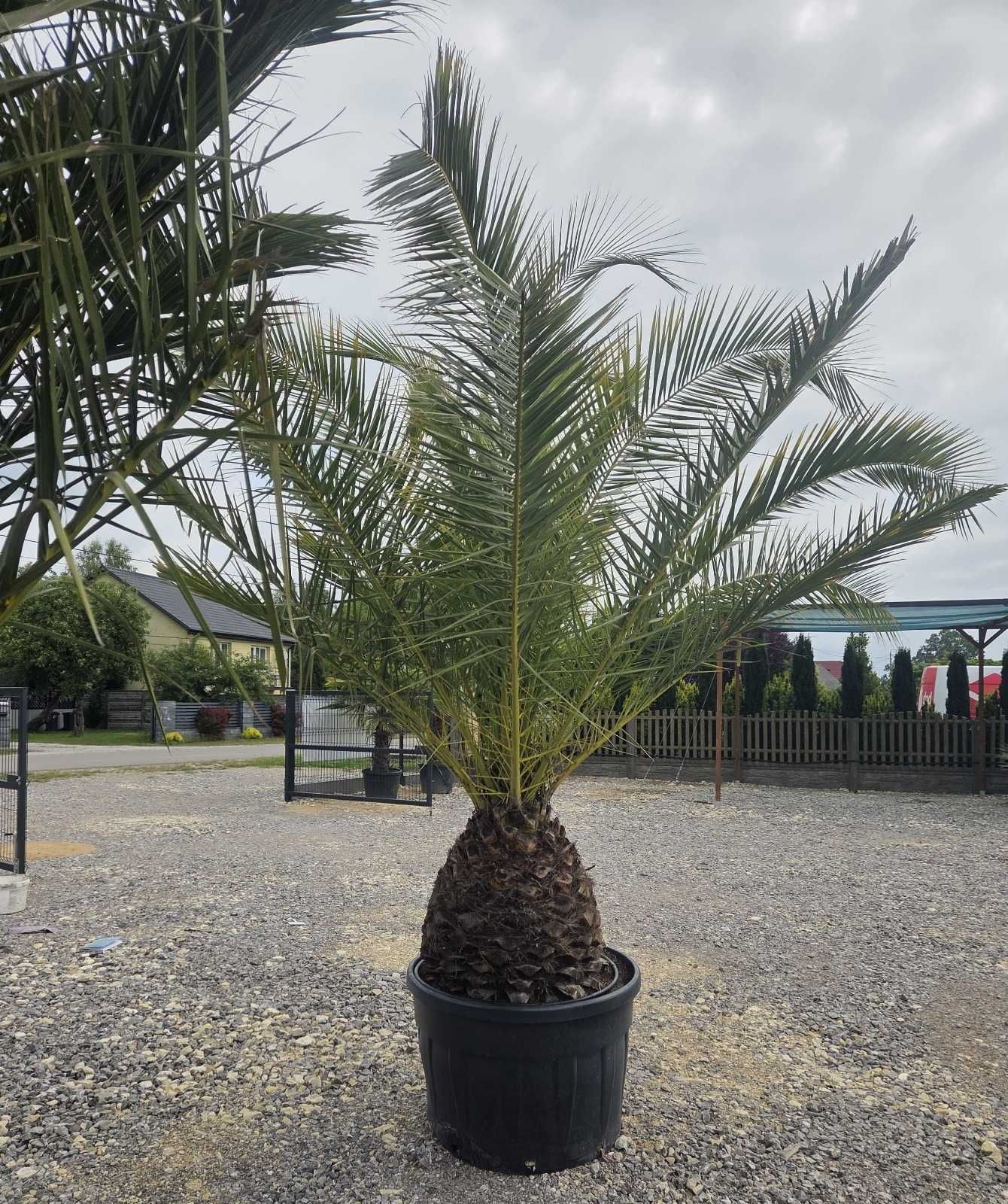 Phoenix Canariensis – Palma Królewska – Daktylowiec Kanaryjski