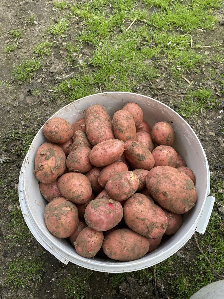 Mlode ziemniaki  biale i czerwone