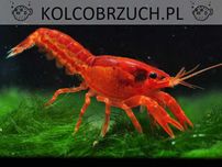 Raczek z Patzcuaro - Cambarellus patzcuarense "Orange" - Rak - wysyłka