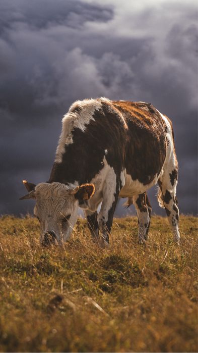 Tamron 70-180mm f/2.8 Di III VXD (Sony E)