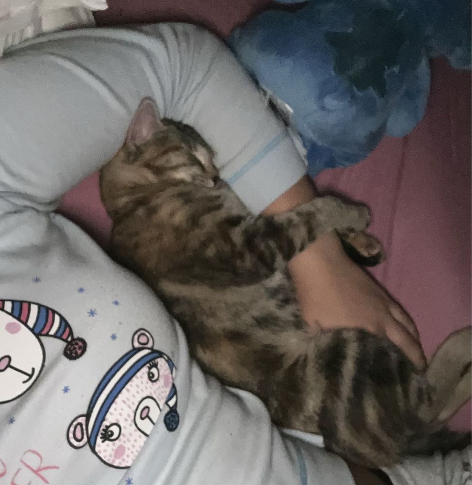 Pet Sitting - Pet Feliz > Coimbra & Figueira da Foz