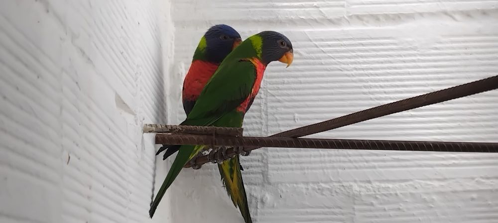 Femeas lorys molucanus