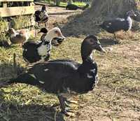 Patos mudos do campo