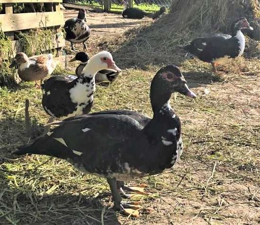 Patos mudos e patos reais do campo - caseiros