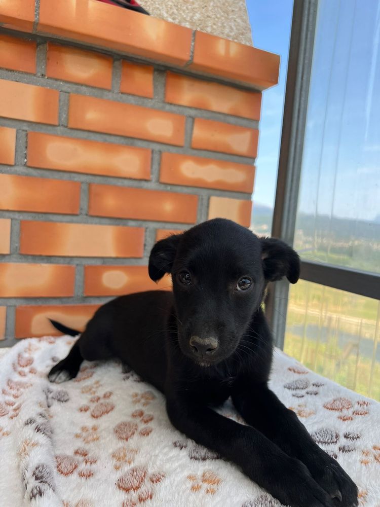 Summer, Jasper & Bailey - 3 meses, porte pequeno