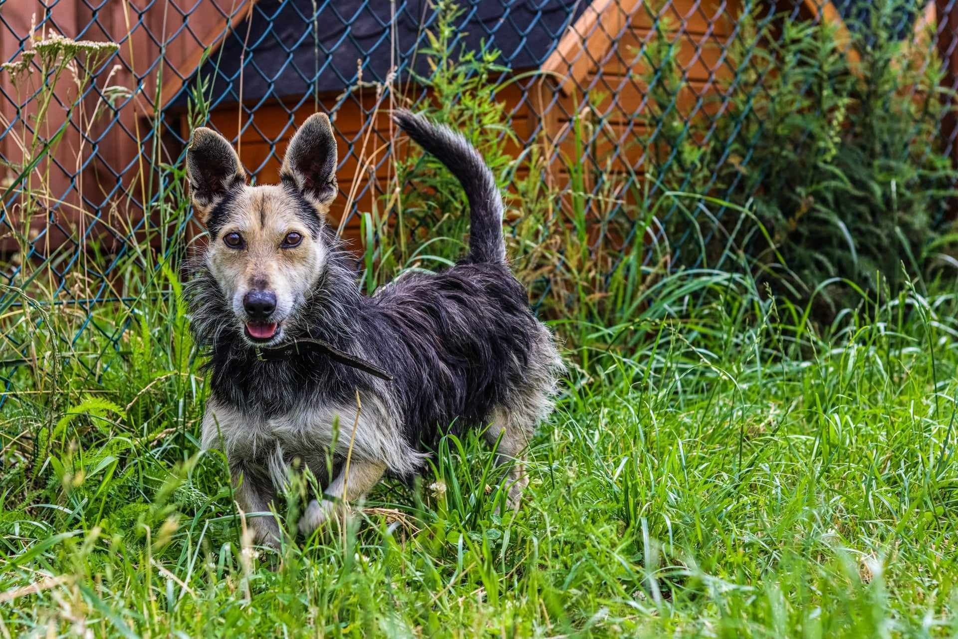 Energiczny Miki do adopcji