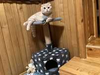 Домик когтеточка для кота кошки