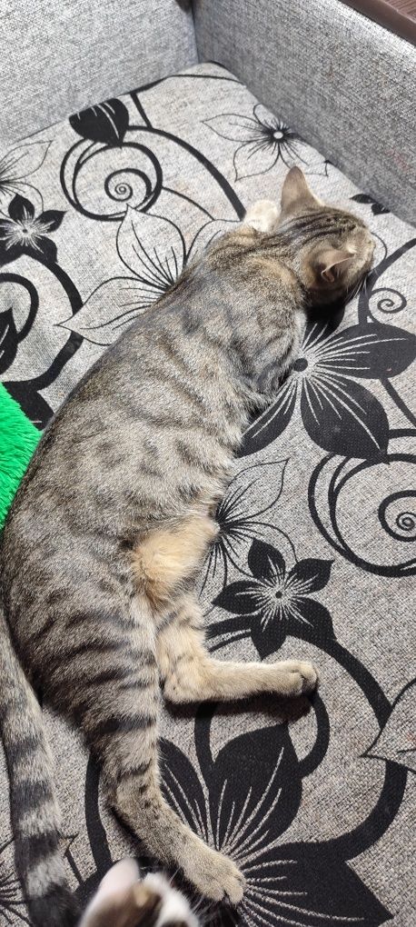 Кошенята у добрі руки