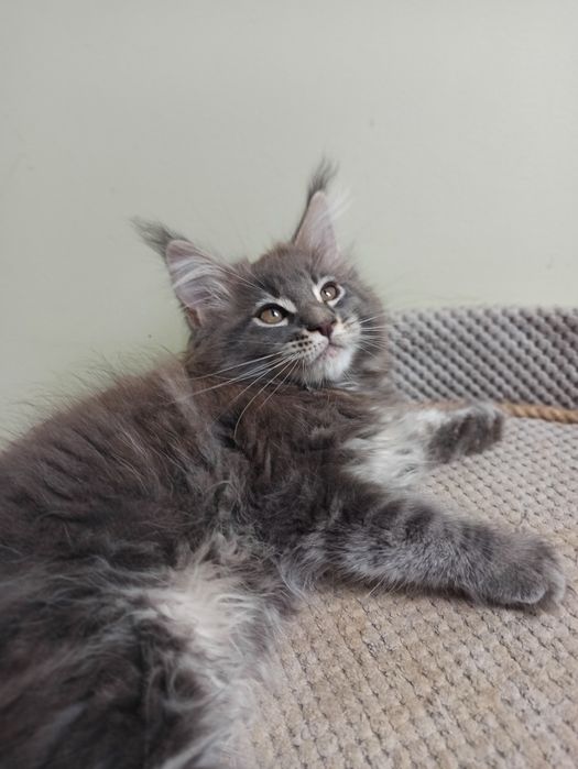 Maine Coon-kocurek po Championie