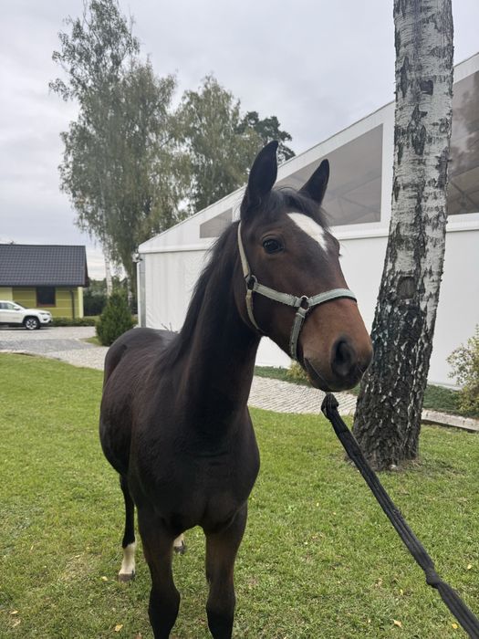 Klacz, klaczka, odsadek 6 miesiecy