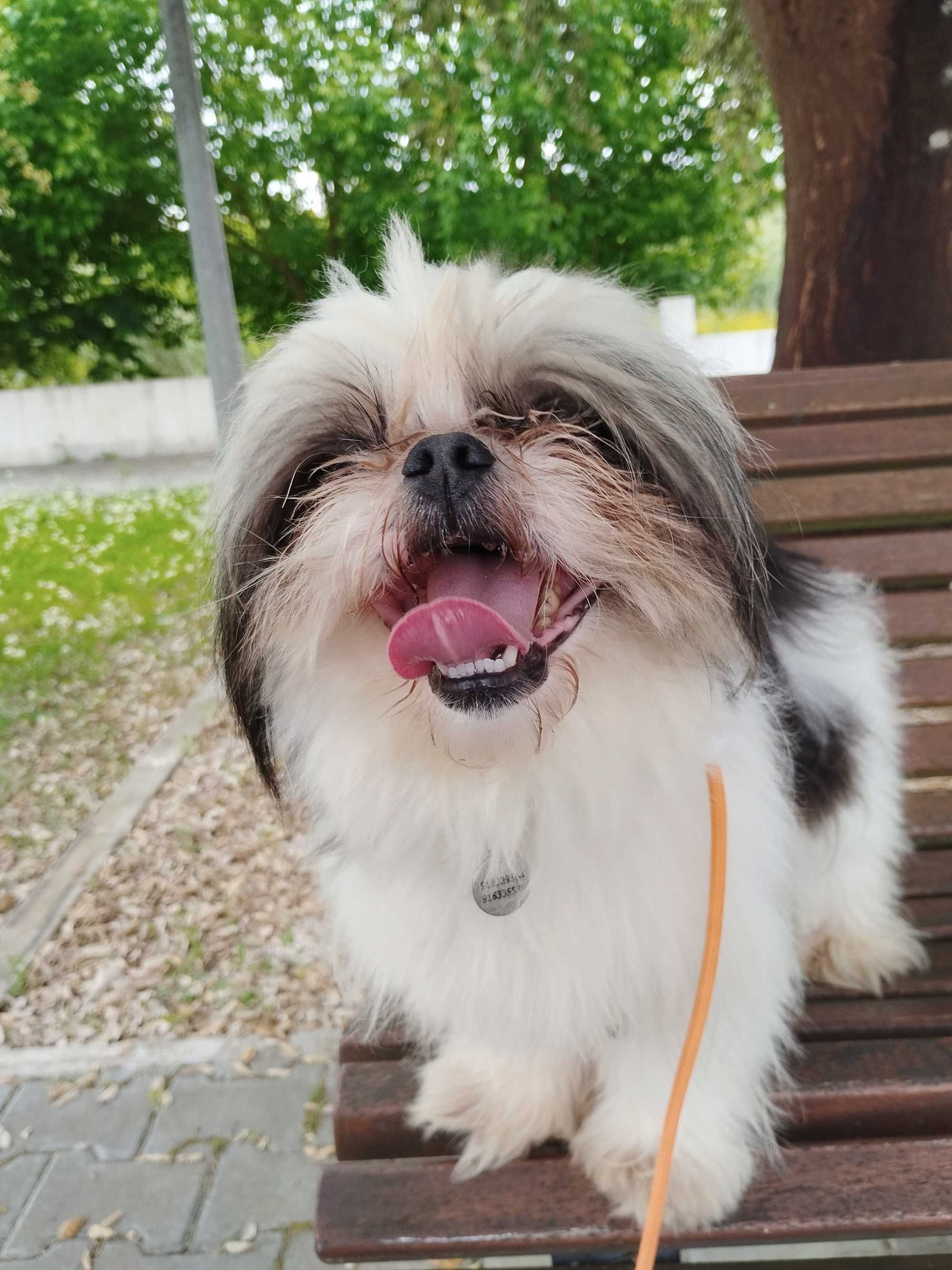 RODOLFO (Macho, Shih-Tzu) Para Adoção