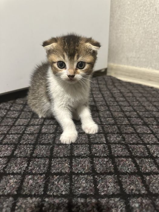 Віддам даром кошеняток