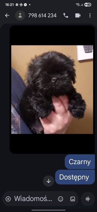 Szczniaczki po pudlu toy