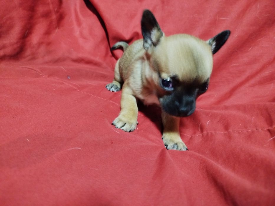 Chihuahua de pelo curto