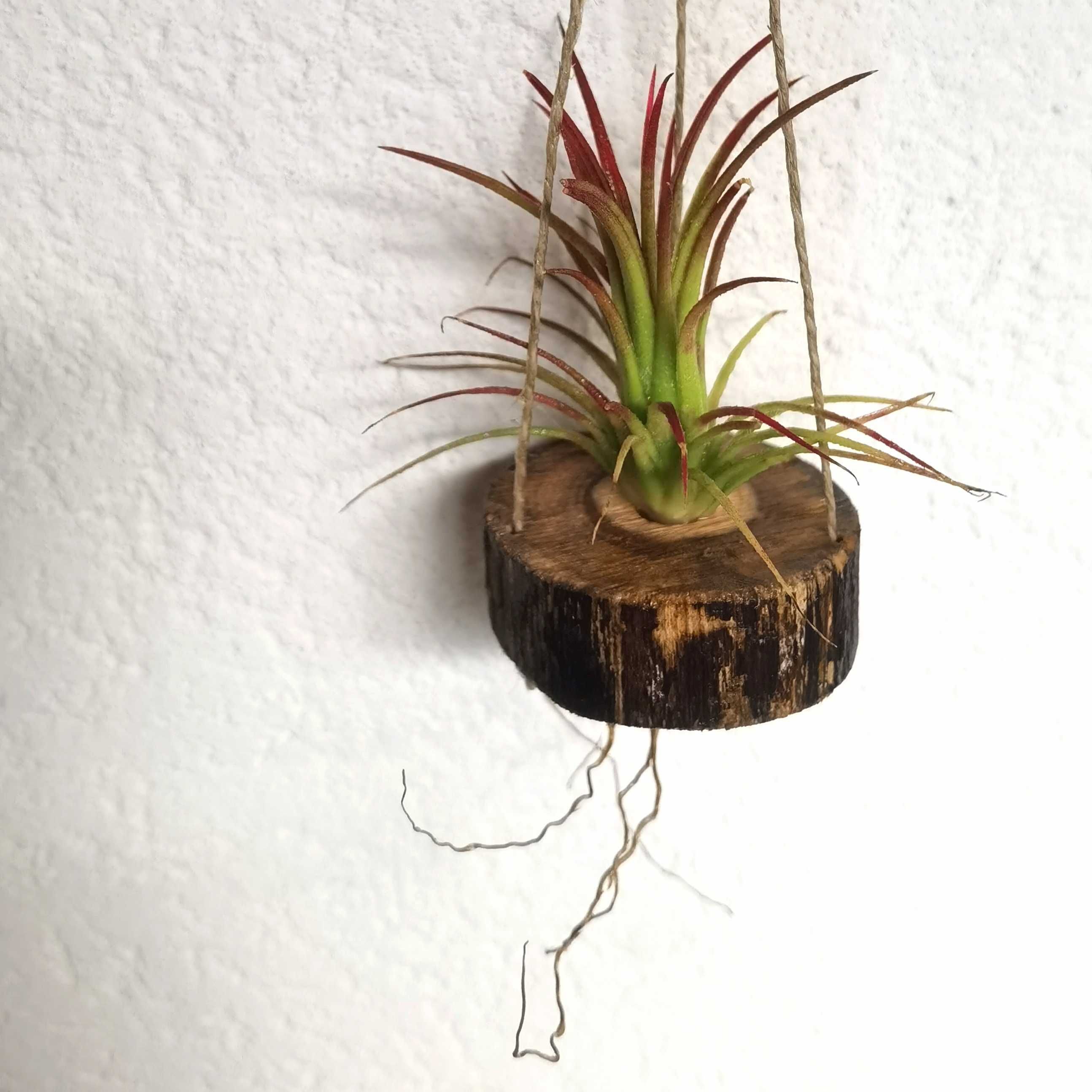 Tillandsia Ionantha var fuego 5 cm com suporte de madeira