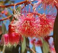 Евкаліпт торквата / Eucalyptus torquata  Coral Gum, Coolgardie Gum