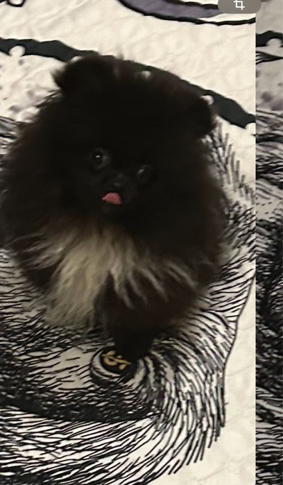 Мини мальчик шпиц