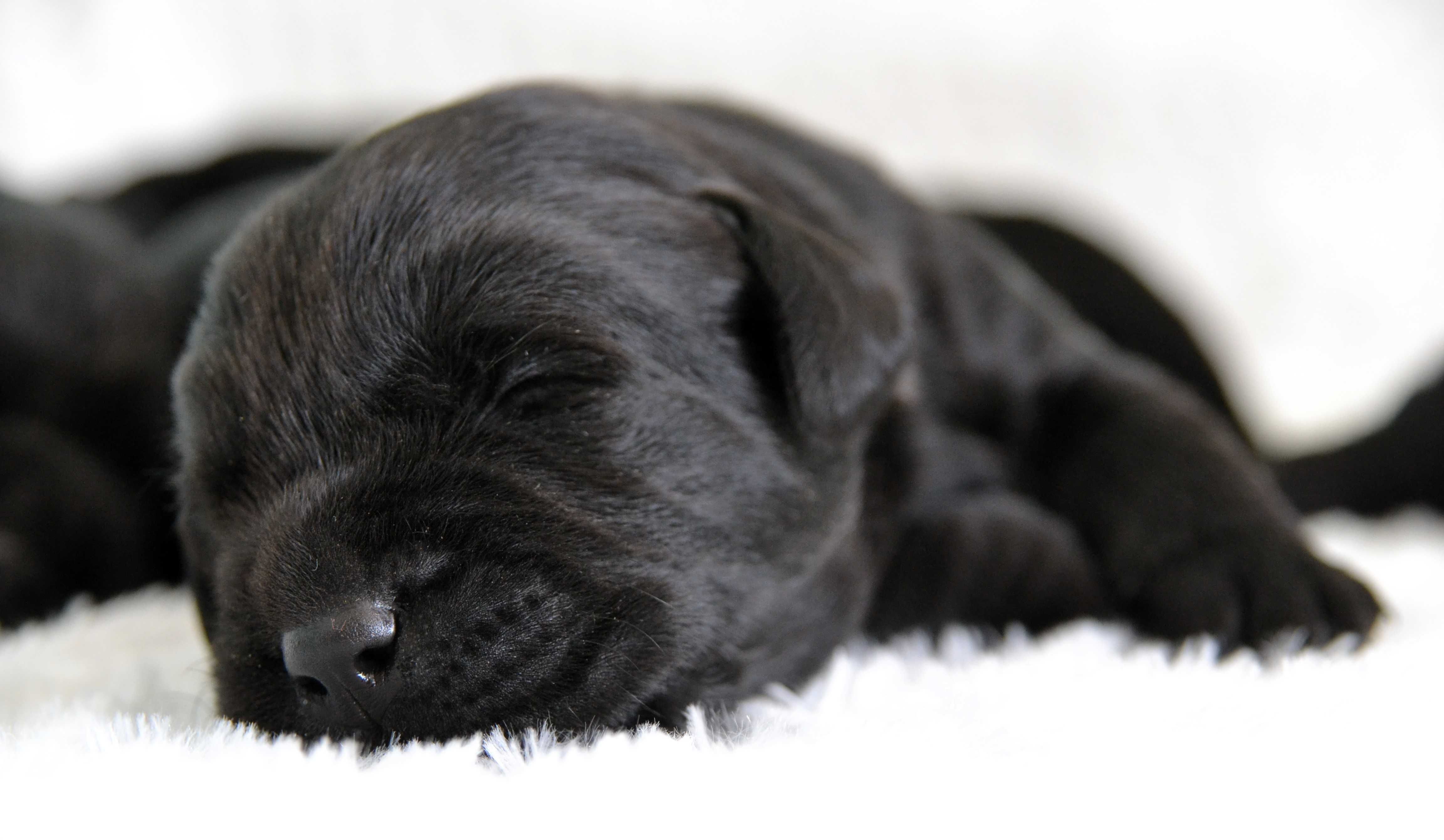 Cudowny szczeniak Labrador Retriever
