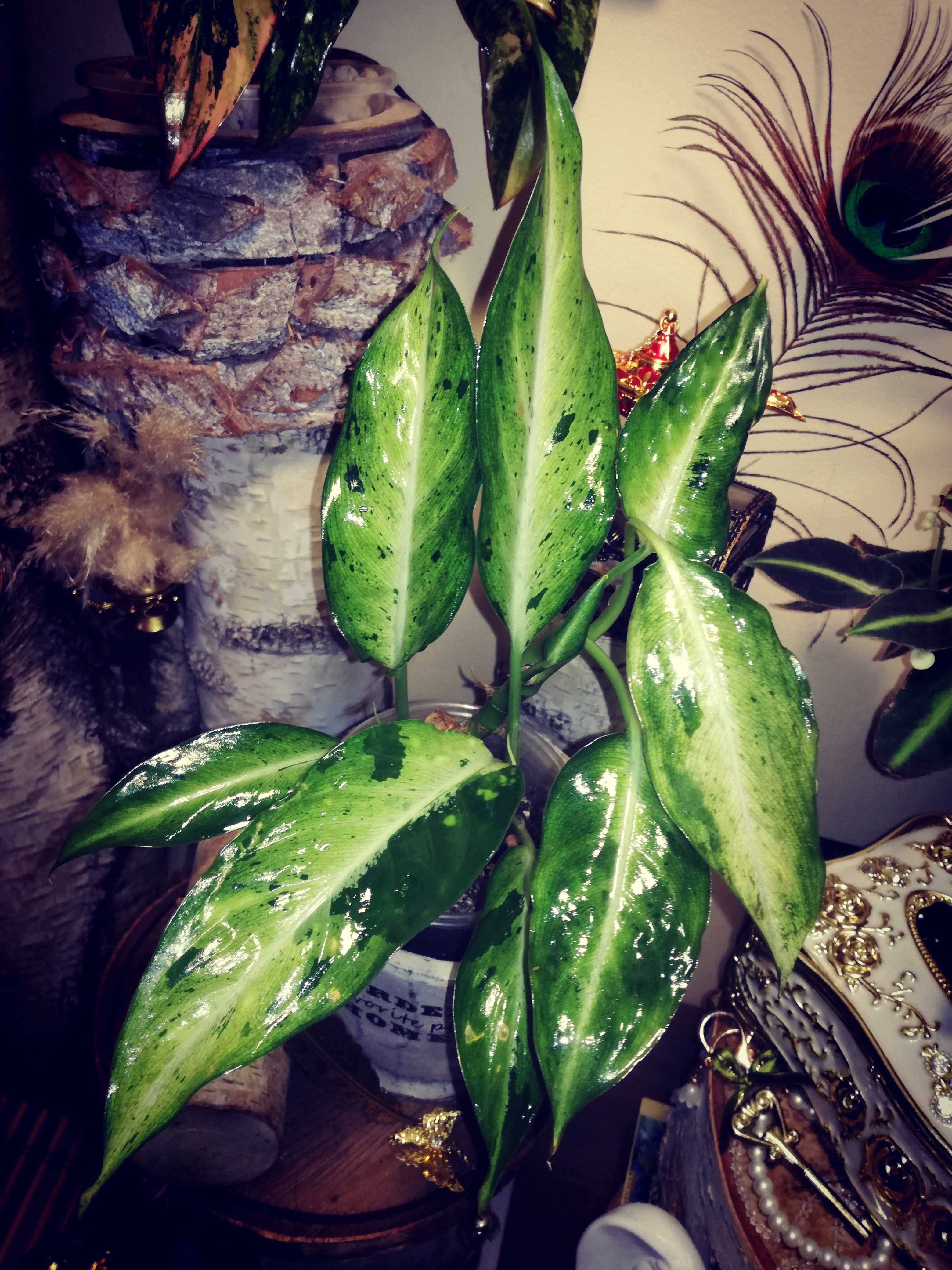 Dieffenbachia Variegata Camouflage UNIKAT! monstera philodendron